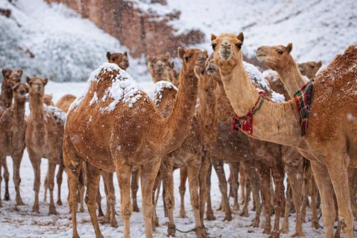 Saudi Arabia Heavy Snowfall