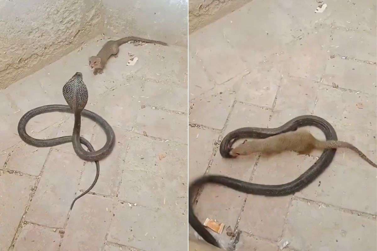 Viral Video: सांप और नेवले की भयंकर लड़ाई, रोंगटे खड़े कर देगा 17 सेकंड का वायरल वीडियो