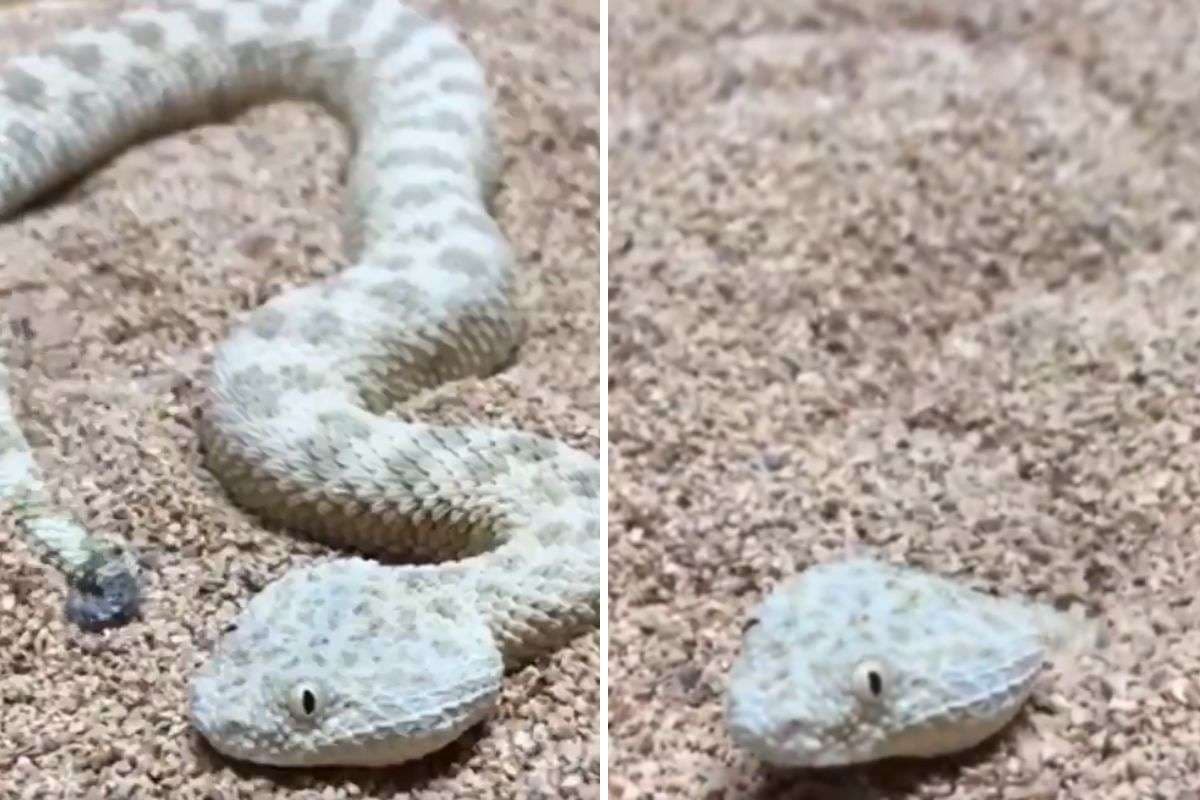 Viral Video: रेत का बादशाह है यह सांप, घातक और छिपकर हमला करने ने में माहिर, वीडियो हो रहा वायरल