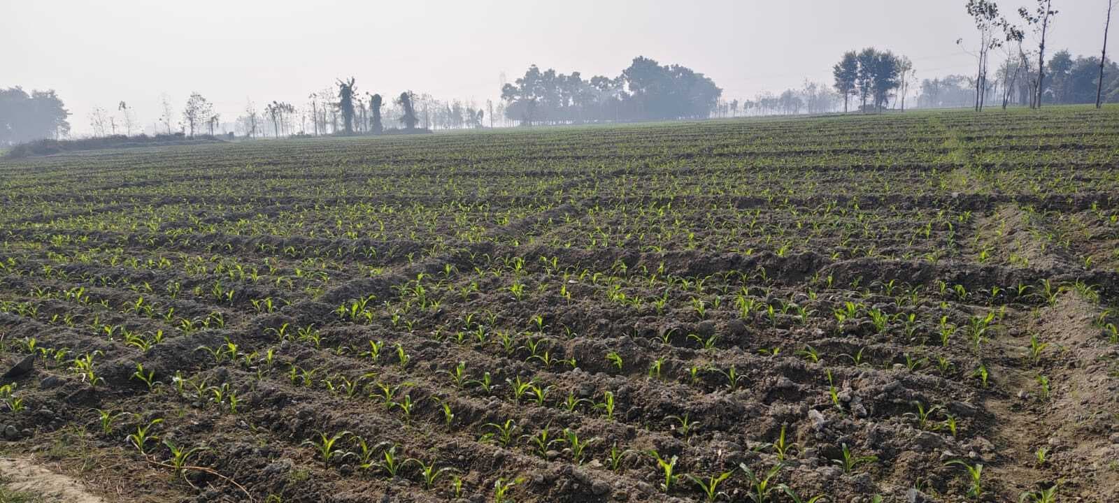 उदाकिशुनगंज अनुमंडल में मक्का की खेती बनी किसानों की पहली पसंद