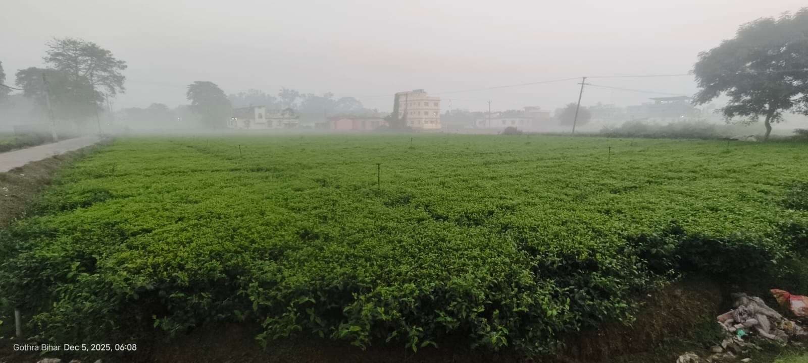 चाय उत्पादक किसानो की बल्ले बल्ले,