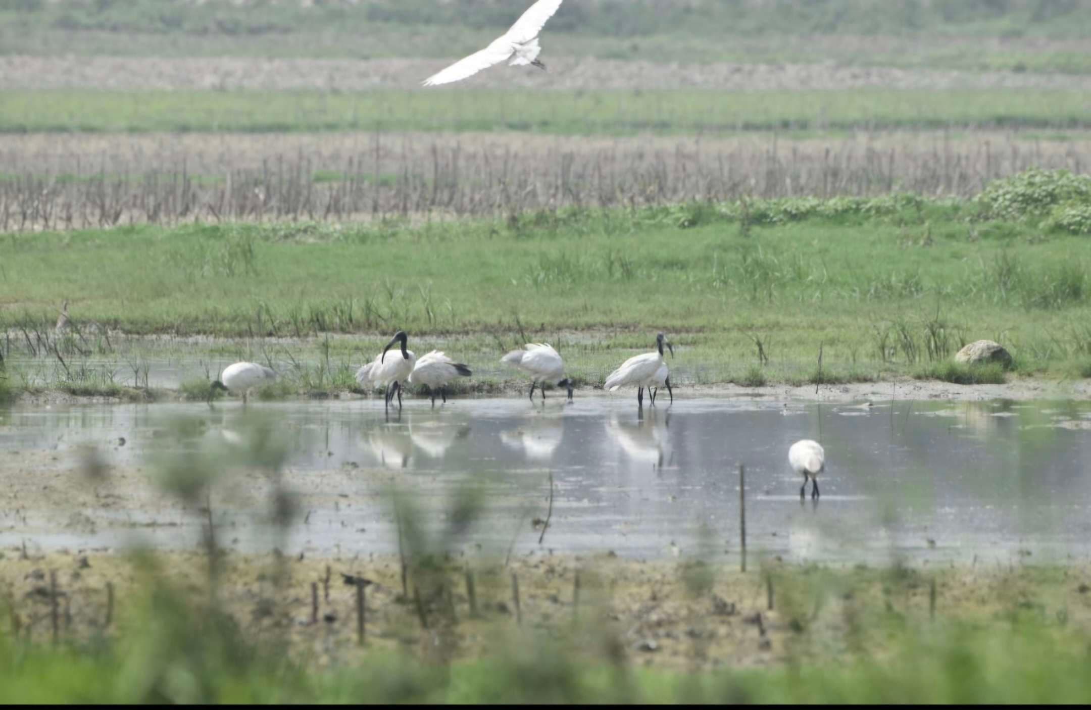 गंगा- कोसी के तटीय क्षेत्रों में विदेशी पक्षियों का करलव बना आकर्षण का केंद्र