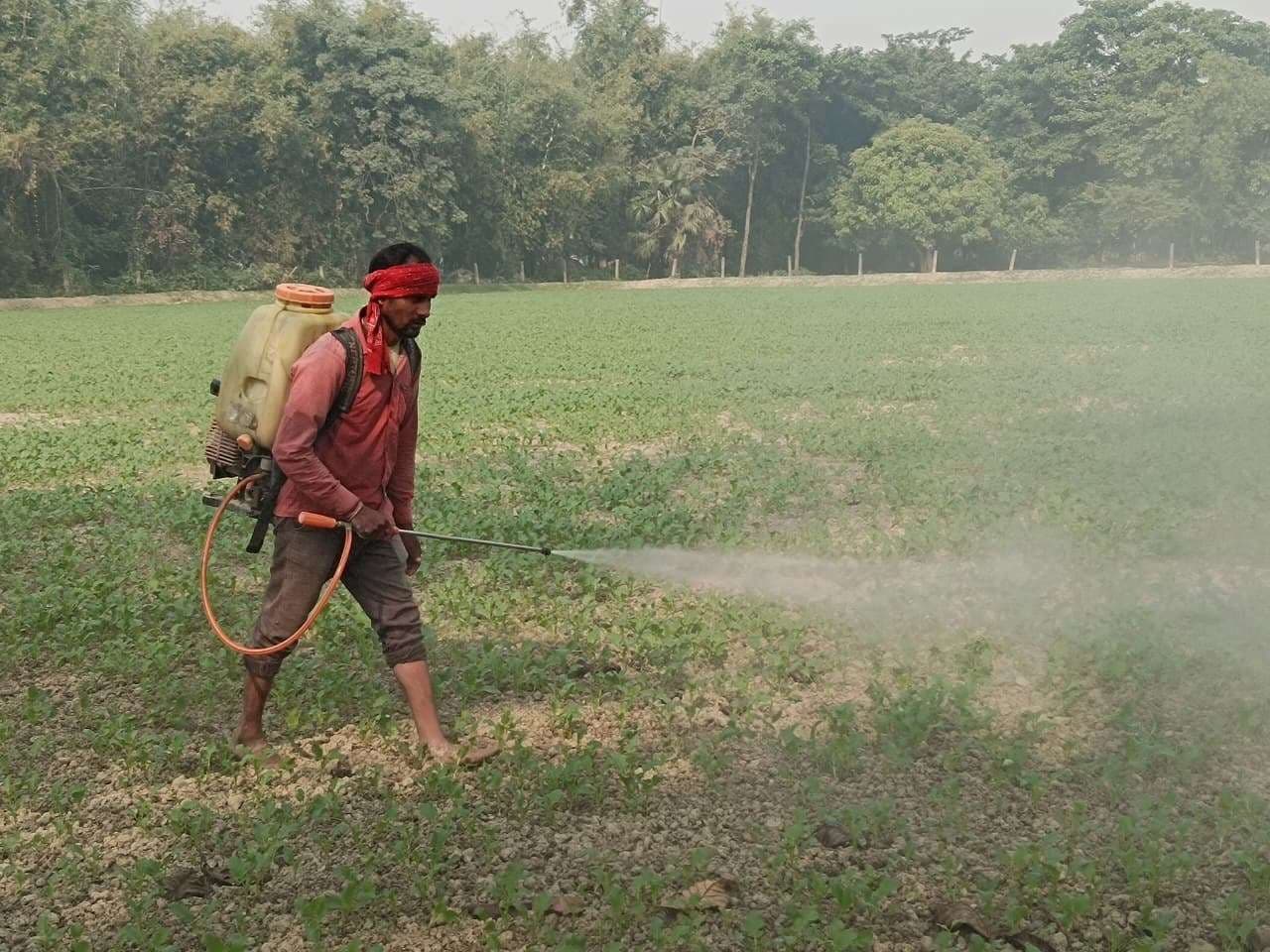 सरसों उत्पादक किसान इन दिनों कीड़ों के आतंक से परेशान