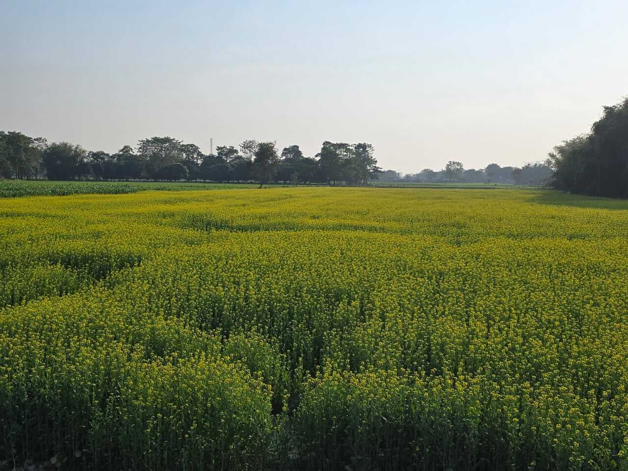 सरसो फसल लहलहा रही, किसानों के चेहरे पर बढ़ी रौनक