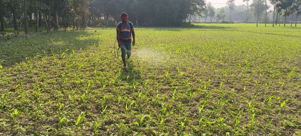 मक्के की फसल में कीड़ों का प्रकोप बढ़ा