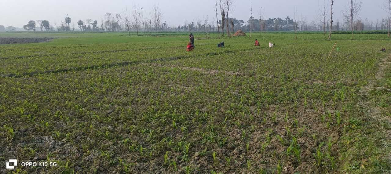 शुरुआती दौर में ही कीड़े के प्रकोप से मक्का की खेती करने वाले किसान परेशान, उपज पर पड़ेगा असर