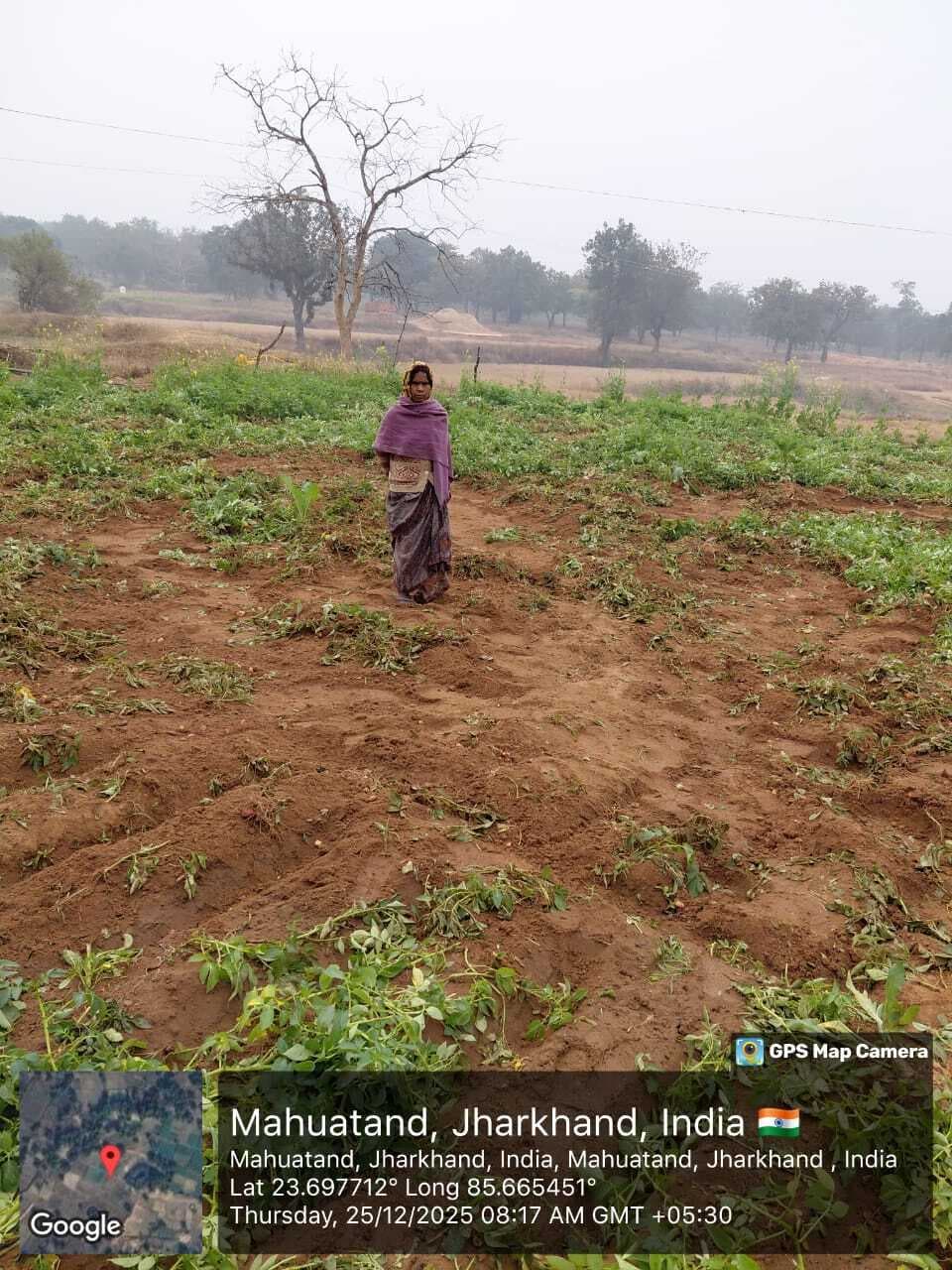 Bokaro News : महुआटांड़ में हाथियों के झुंड ने रौंदी आलू की फसल