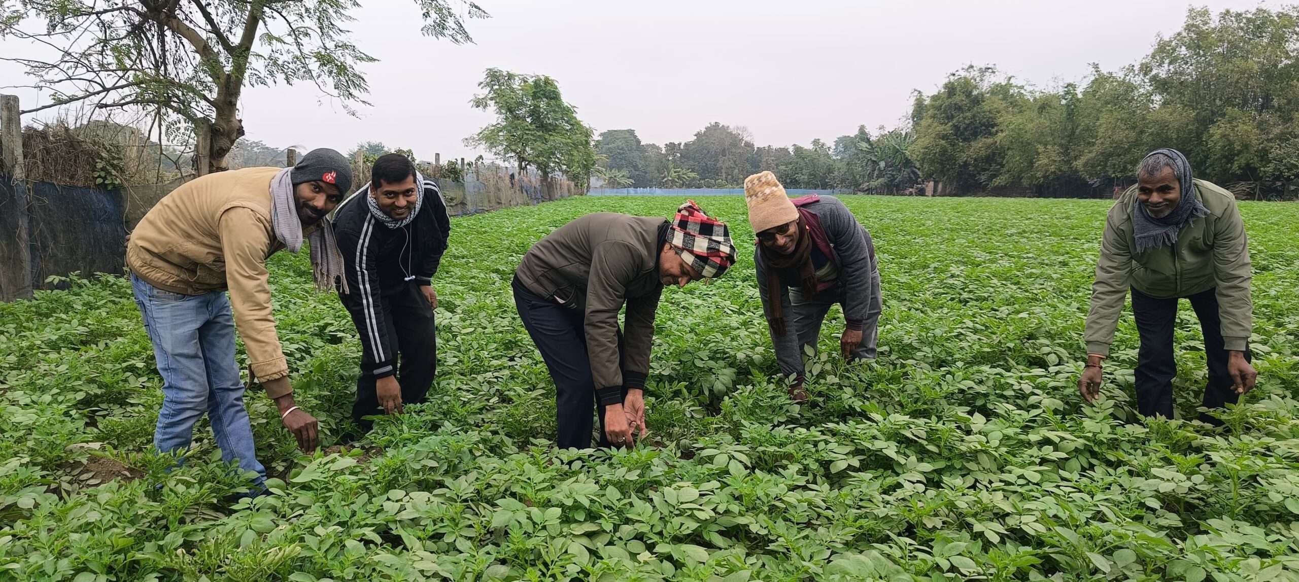 आलू का दर तय नहीं, औने-पौने दाम में बेच रहे किसान, बिचौलिया मालामाल