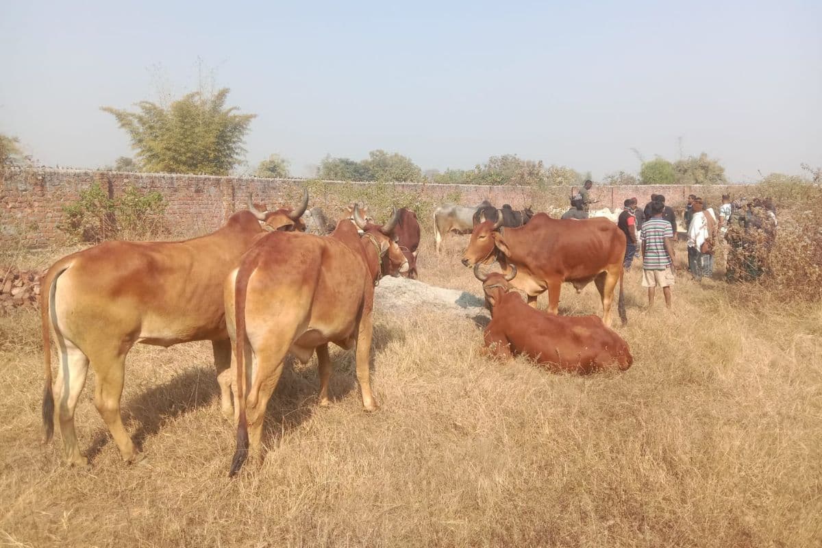 अनगड़ा के ग्रामीणों ने पशु तस्करों से छुड़ाए 33 बैल, तस्करी कर बंगाल ले जाने की थी योजना