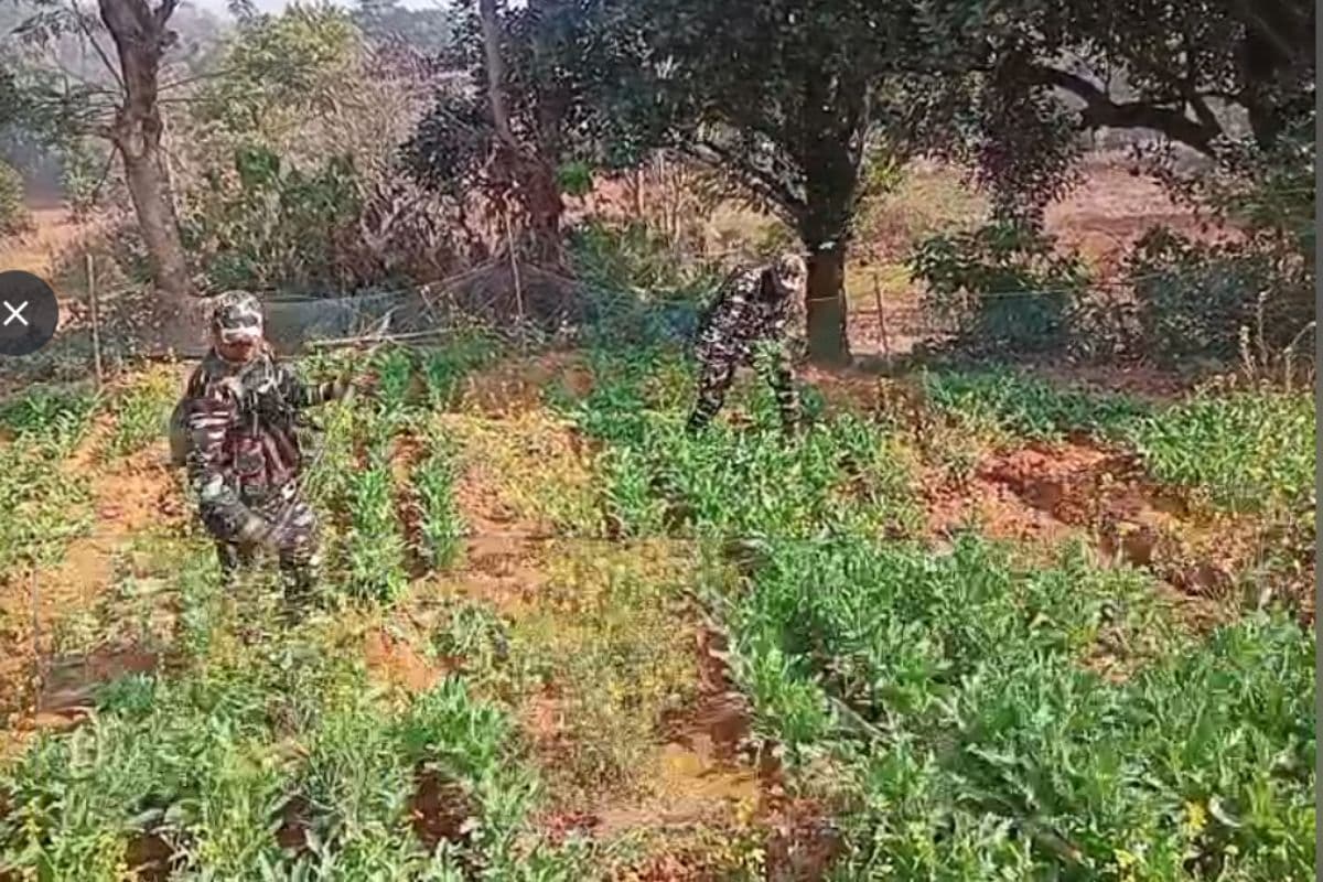Kharsawan: नशे के खिलाफ फिर बड़ी कार्रवाई, पुलिस और SSB ने 4 एकड़ में अफीम की खेती को किया नष्ट
