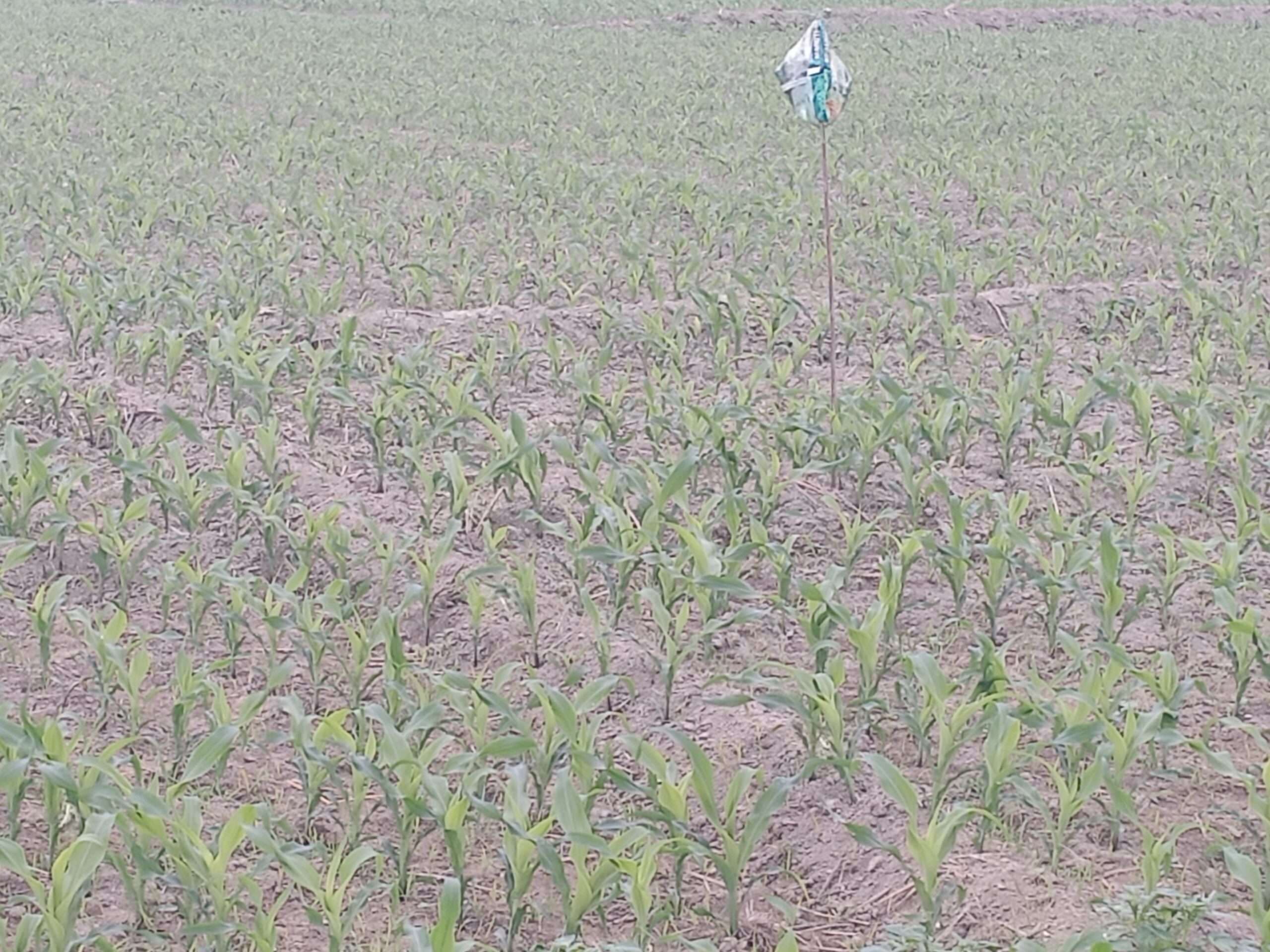 खाद की कालाबाजरी से किसान हो रहे परेशान