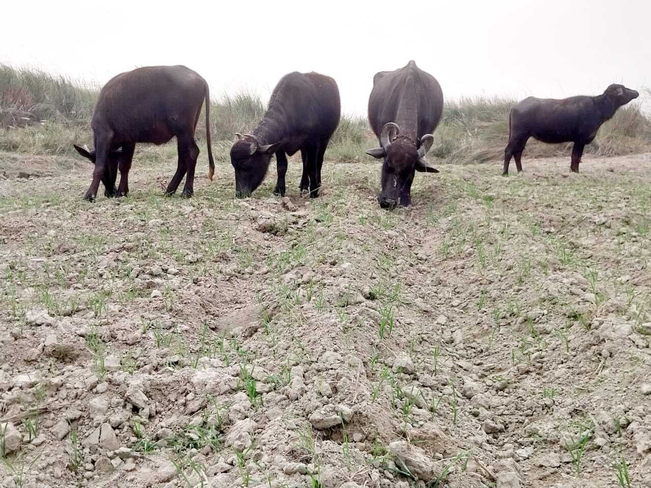 जरलाही दियारा के किसानों ने पशुओं से फसल सुरक्षा की लगायी गुहार