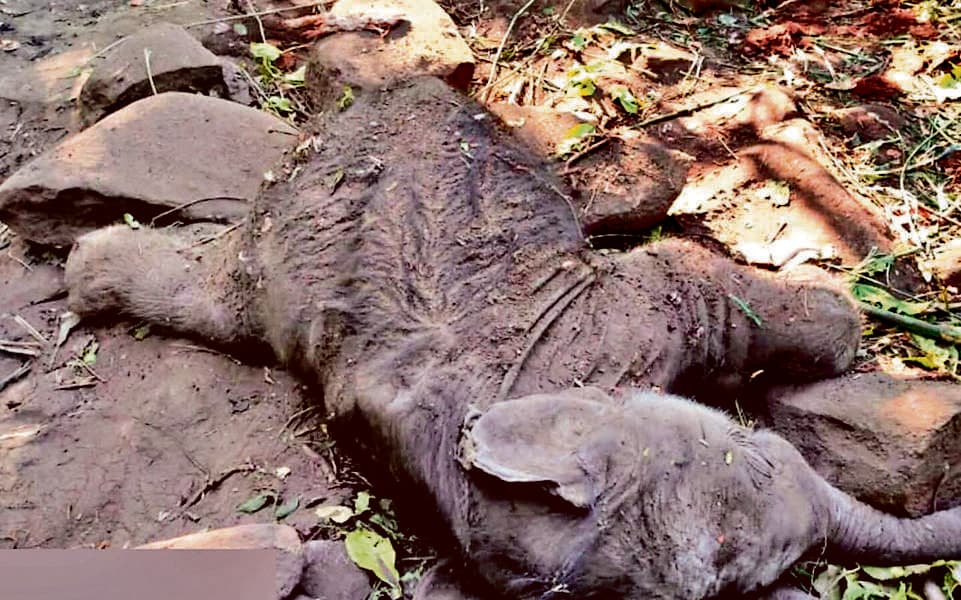 Rourkela News : केल्लो रिजर्व फॉरेस्ट से हाथी का मृत बच्चा बरामद, जांच के लिए नमूने भेजे गये
