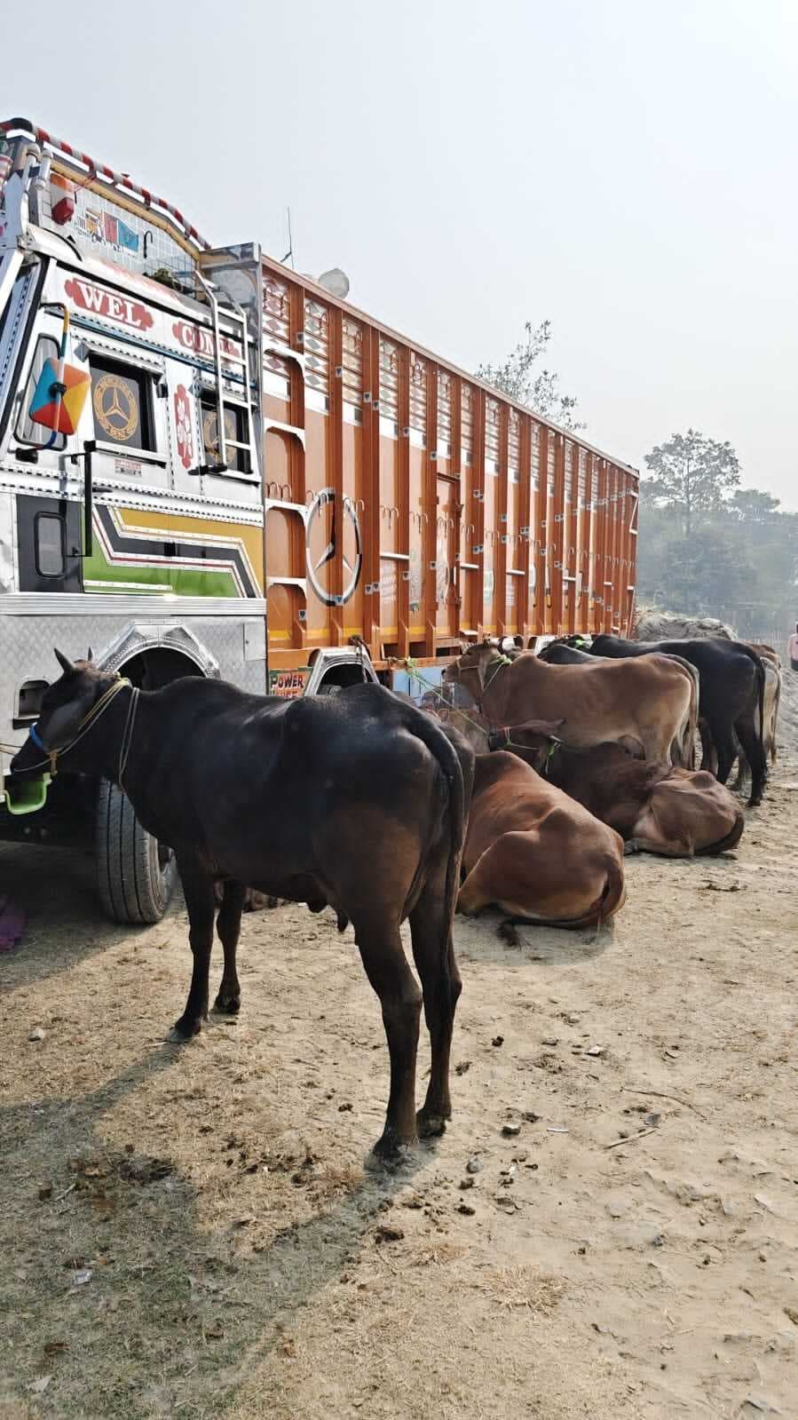 छापेमारी में 43 गाय बरामद, ट्रक जब्त