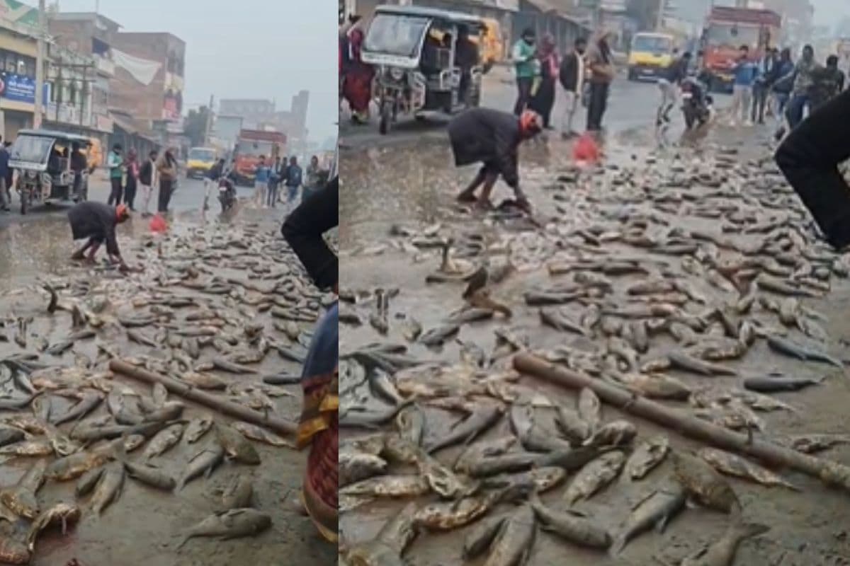 Bihar News: सीतामढ़ी में पिकअप वैन से छात्र की मौत, सड़क पर पड़ी रही डेड बॉडी और मछली लूटने में व्यस्त रहे लोग