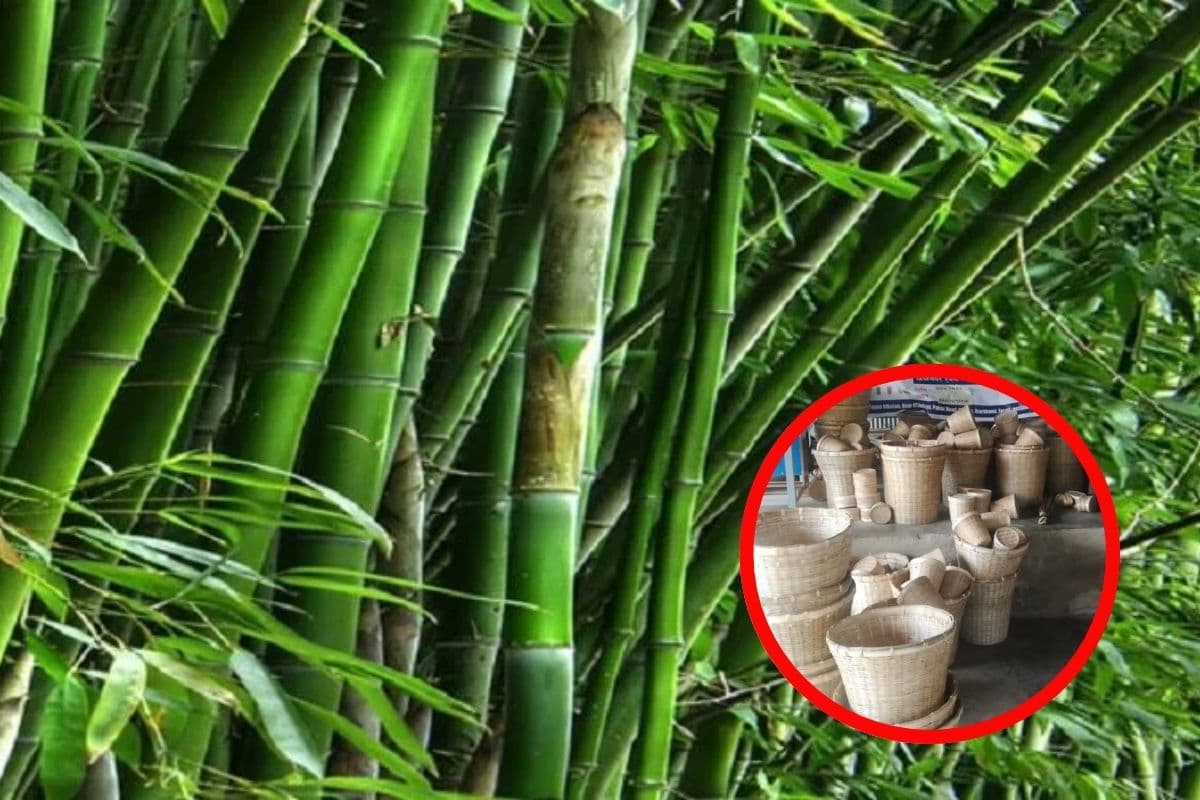 बिहार में बांस की खेती किसानों को करेगी मालामाल, बढ़ेगा दायरा, मिलेगा रोजगार