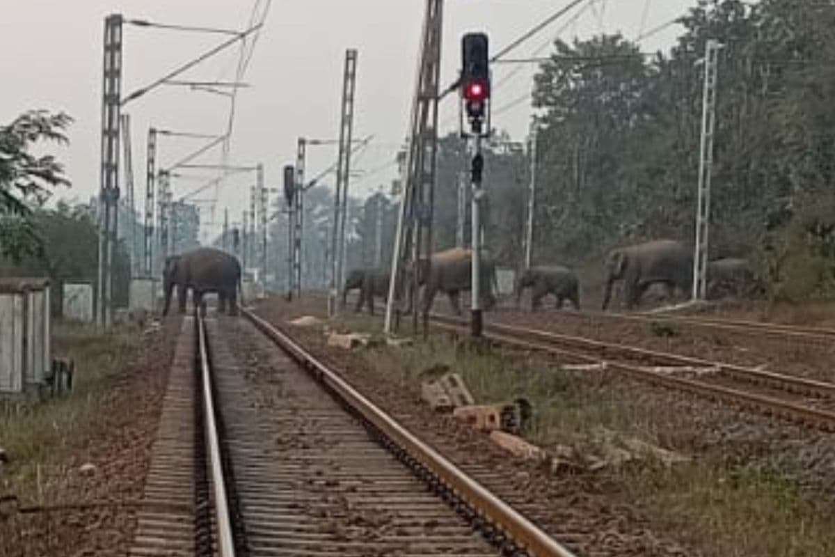चक्रधरपुर रेल मंडल के तालाबुरु में ट्रैक पर आया हाथियों का झुंड, ट्रैकमैन ने भागकर बचायी जान