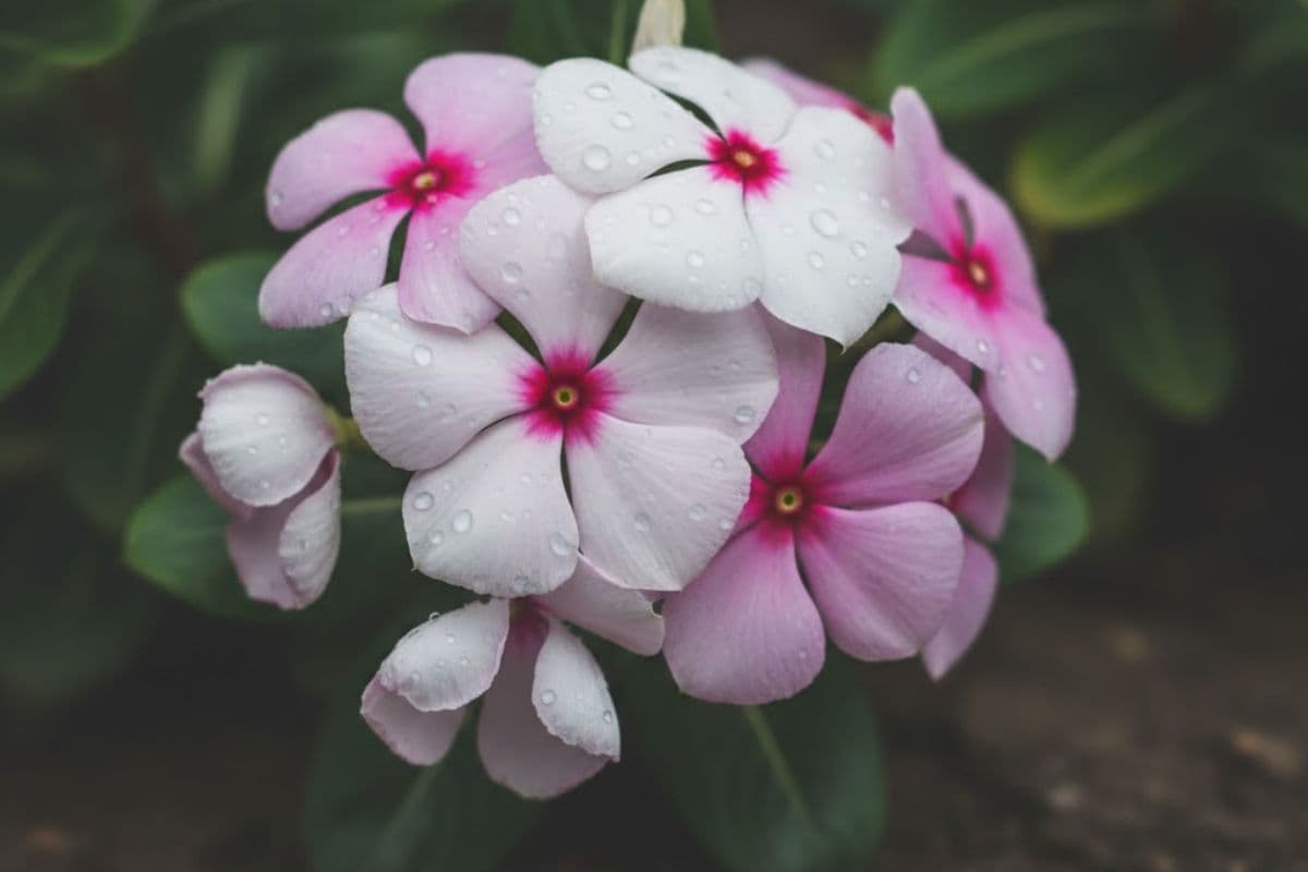 सदाबहार की खुशबू से महक उठेगा आपका घर आंगन, बस आजमाने होंगे ये टिप्स