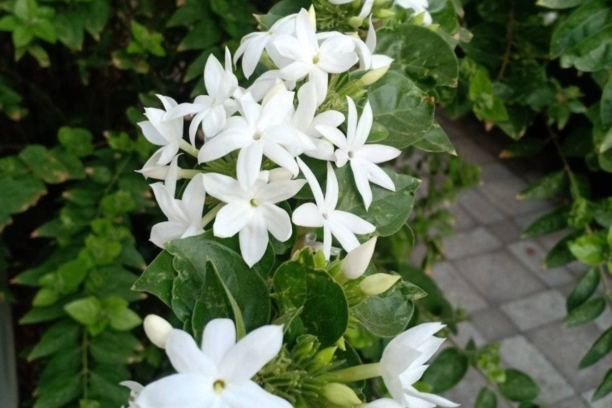 अबकी बार सही समय पर लगाएं मोगरा, हर सुबह महकेगा आपका घर