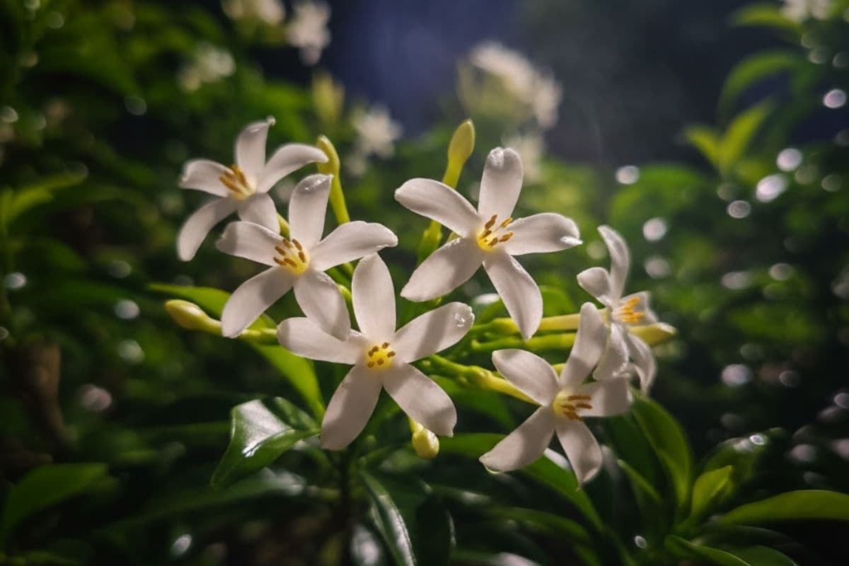 How To Grow Raat Rani Plant: इन टिप्स से गमले में लगाएं रात रानी का पौधा, फूलों से महक उठेगा आपका आंगन