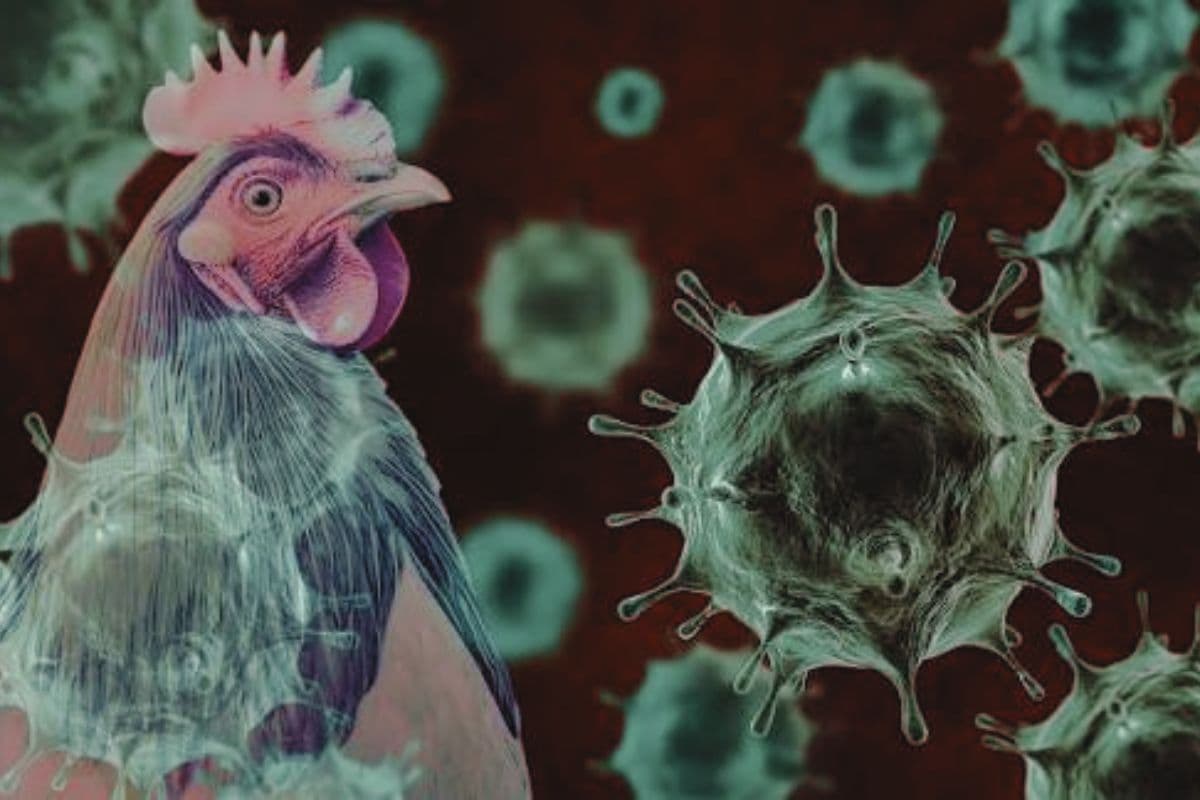 पटना के कंकड़बाग से हाईकोर्ट तक फैला बर्ड फ्लू, चिड़ियाघर और पार्क एक हफ्ते के लिए बंद