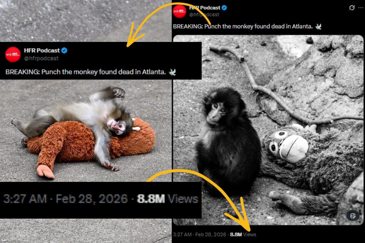 क्या बंदर ‘पंच’ की मौत हो गई? वायरल दावे की सच्चाई क्या है? लोग कहे रहे- यह सच नहीं हो सकता…