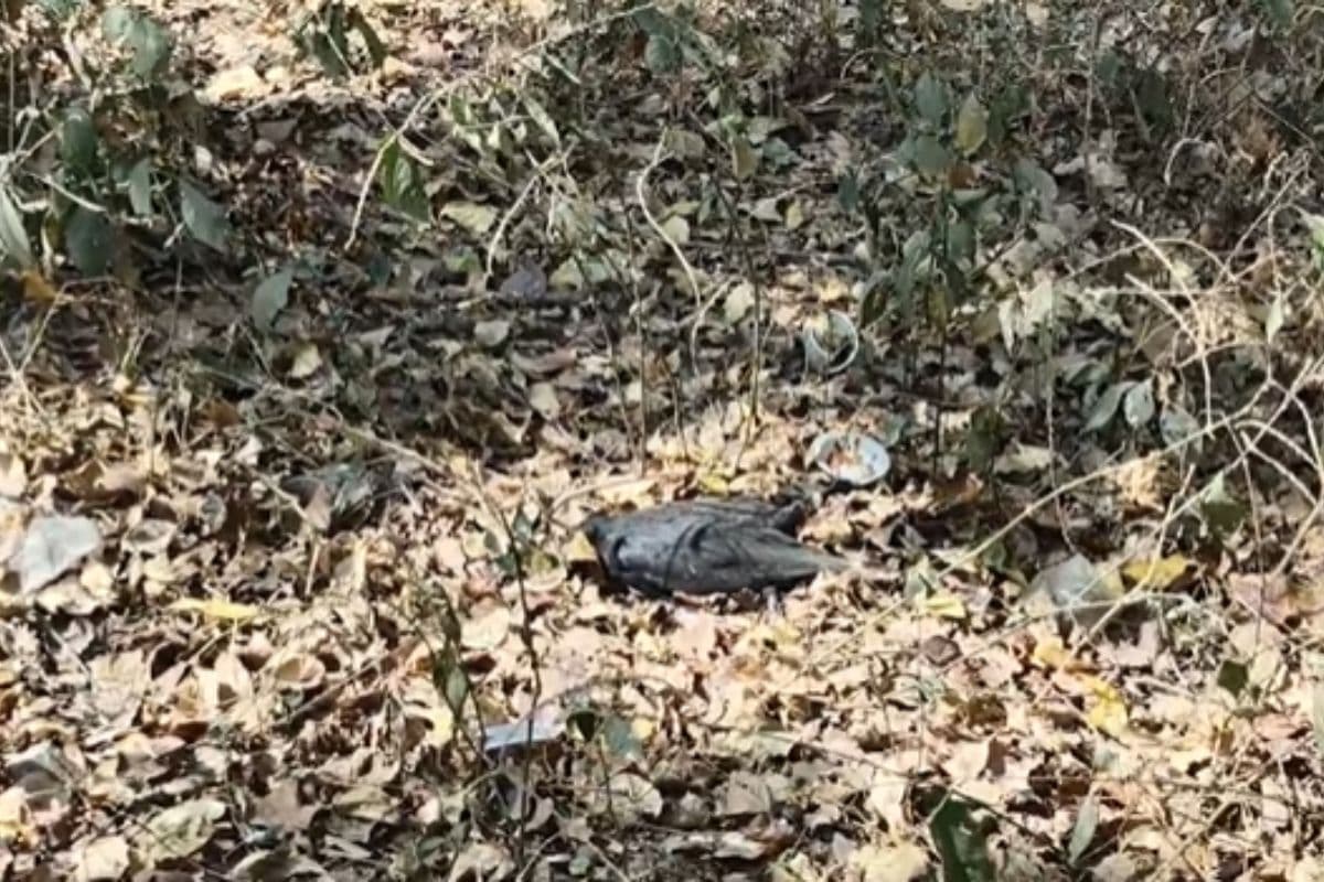 बिहार के इस जिले में कौवों की रहस्यमयी मौत से हड़कंप, बर्ड फ्लू की आशंका