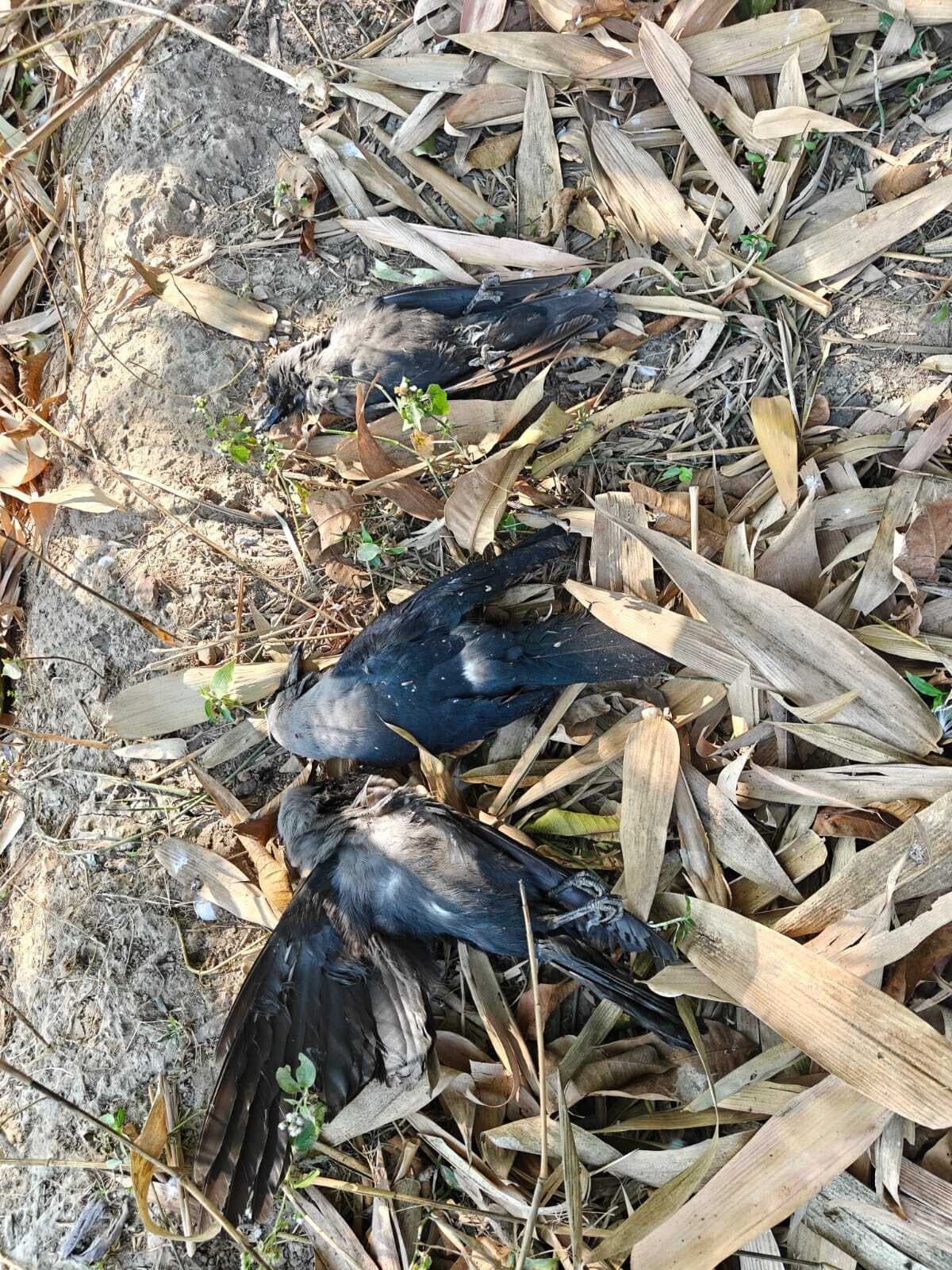 बर्ड फ्लू को लेकर स्वास्थ्य विभाग ने जारी की एडवाजरी