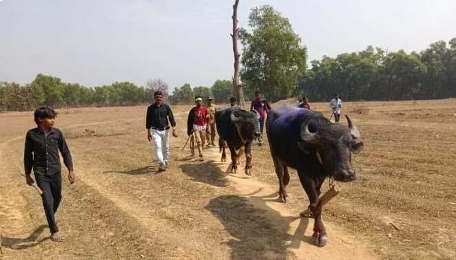 East Singhbhum News : प्रतिबंध के बाद भी हो रही थी भैंसा लड़ाई, सीओ को देखते मची भगदड़