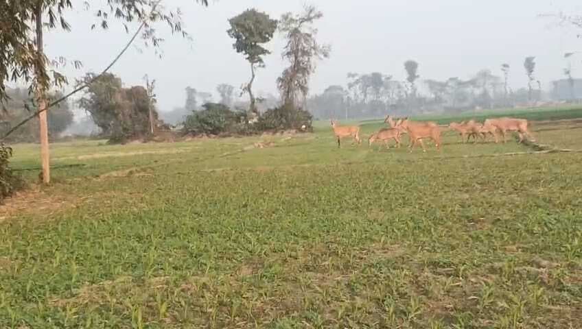 नील गाय के आतंक से किसान परेशान, किसानों ने डीएम से लगाई गुहार