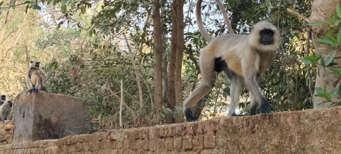 लंगूरों के आतंक से सिल्ली के लोग परेशान