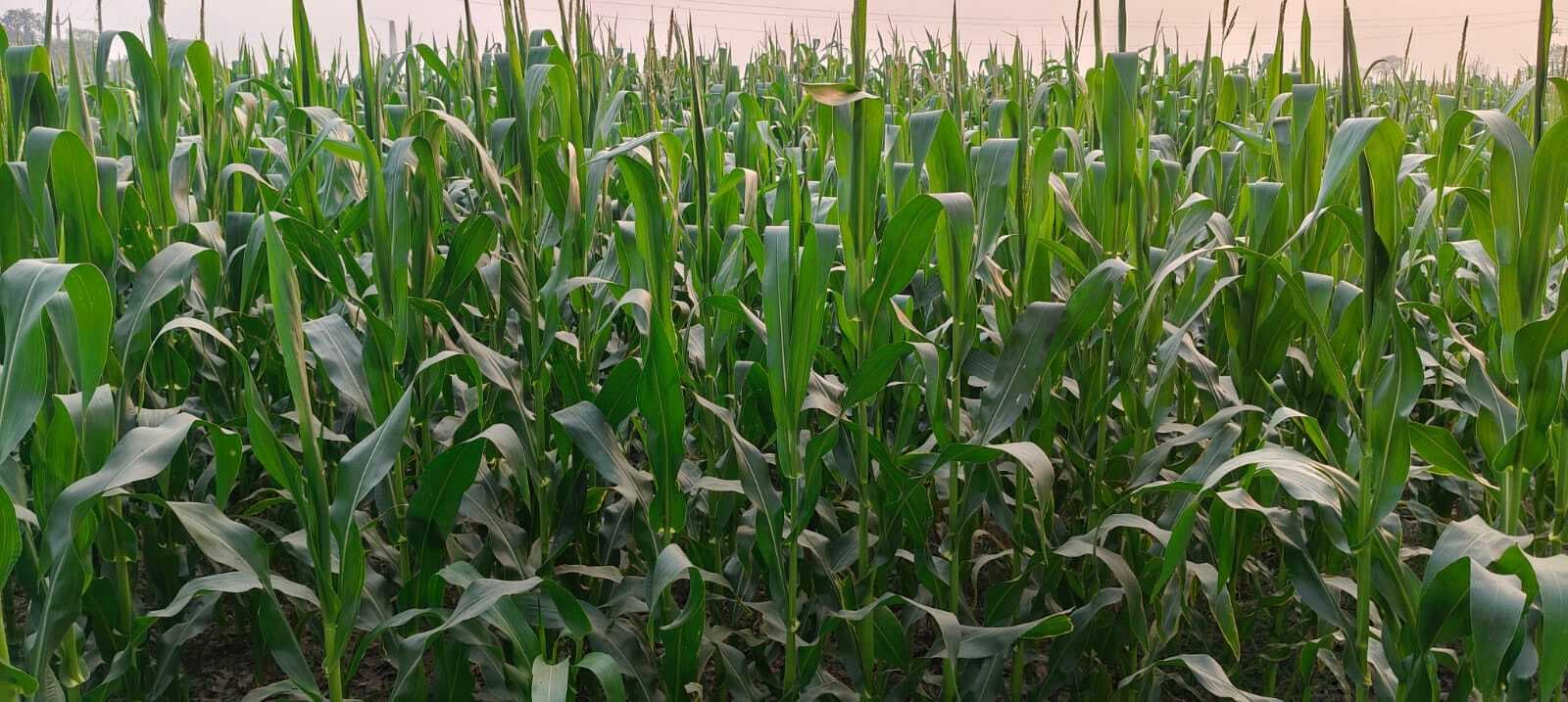 बांग्लादेश में अमेरिकी मक्का की एंट्री से टूटा बाजार, 1750 रुपये क्विंटल पर सिमटा