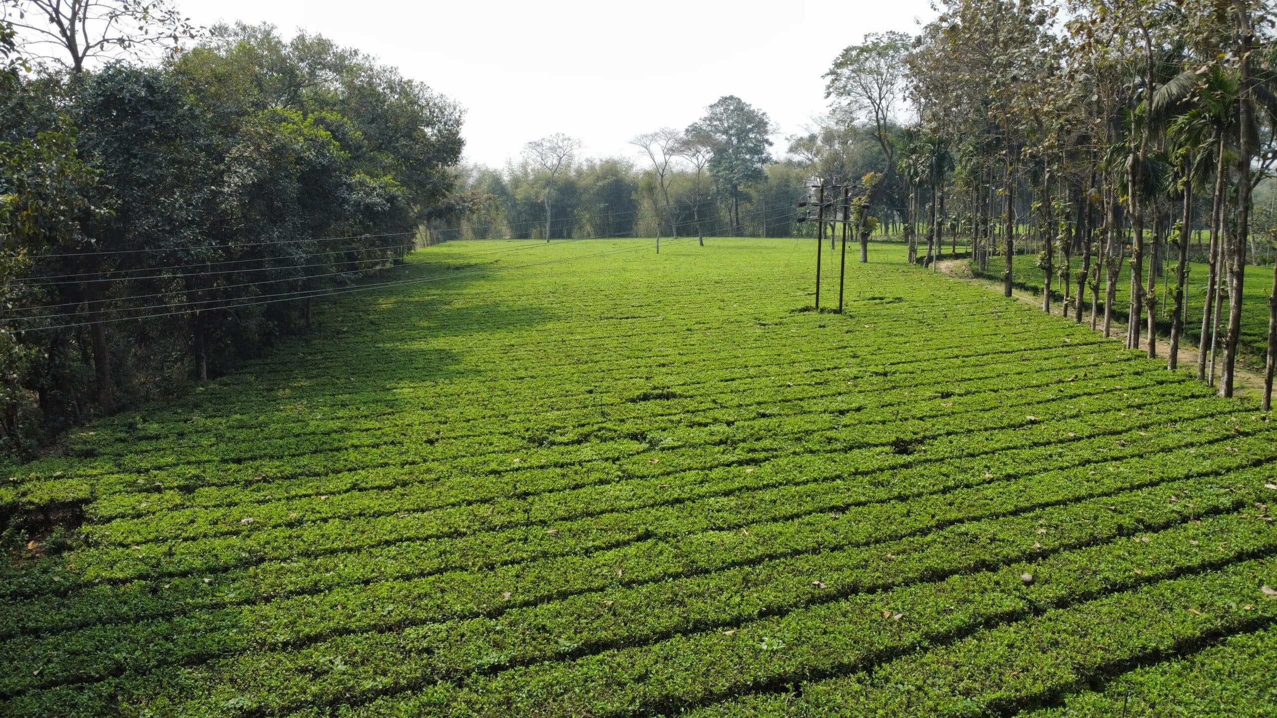 बारिश नहीं होने से चाय की खेती पर पड़ रहा प्रतिकूल असर