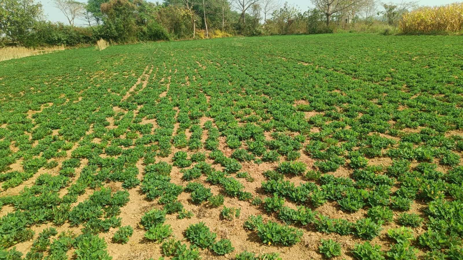 East Singhbhum News : 2.2 मिमी हुई बारिश, मूंगफली की खेती के लिए वरदान