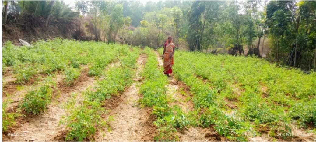 East Singhbhum News : तकनीकी खेती से बसंती मुंडा बनीं लखपति