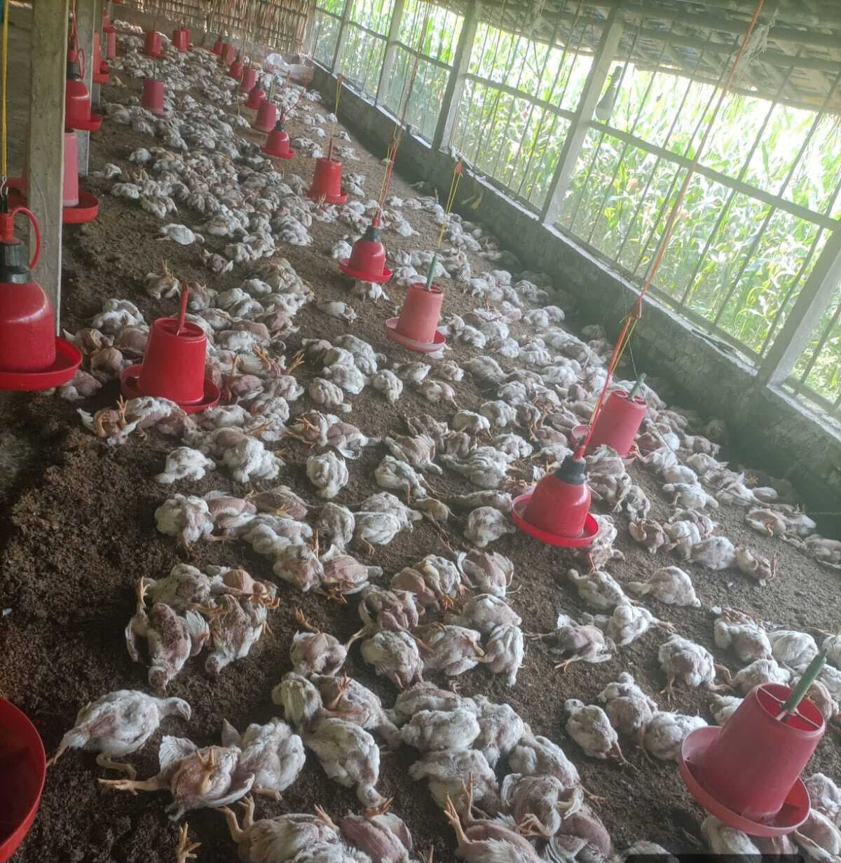 बरारी के बड़ी कजड़ा मुर्गा फार्म में 2000 मुर्गा मरने से सनसनी