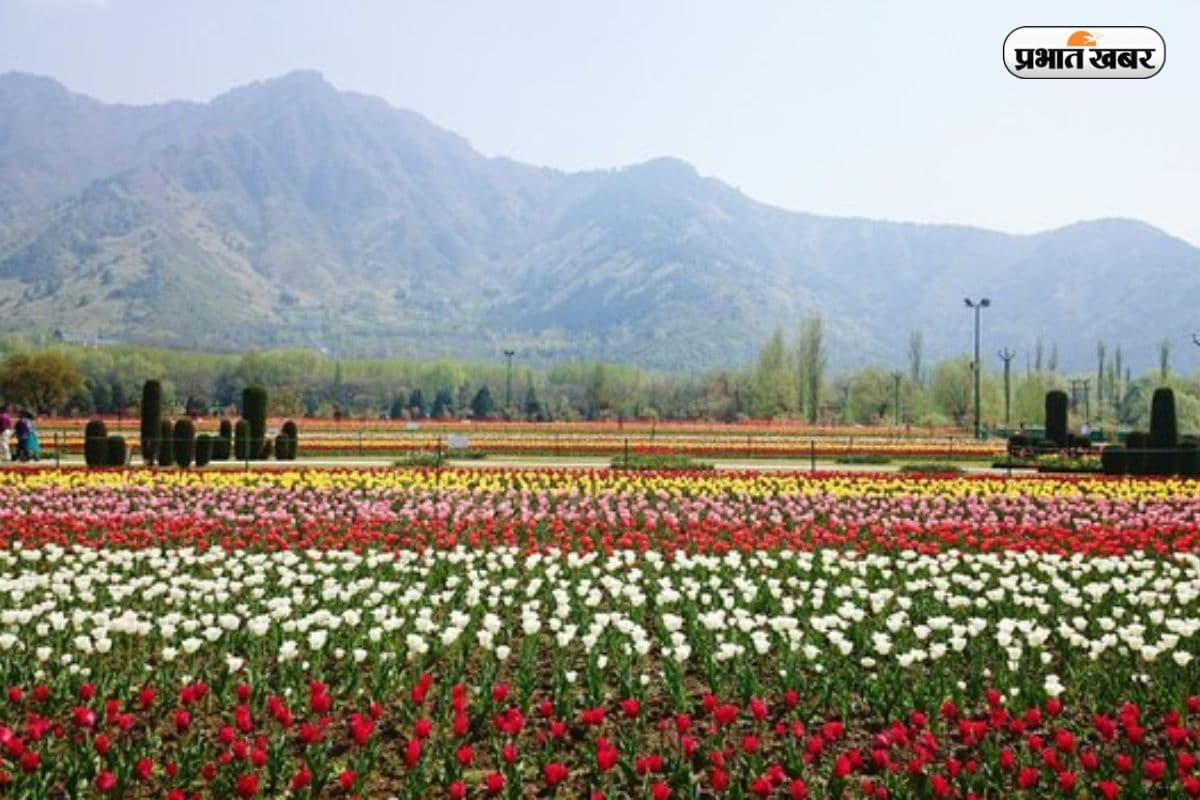 क्या आपने देखा है एशिया का सबसे बड़ा Tulip गार्डन? पूरी दुनिया में है फेमस