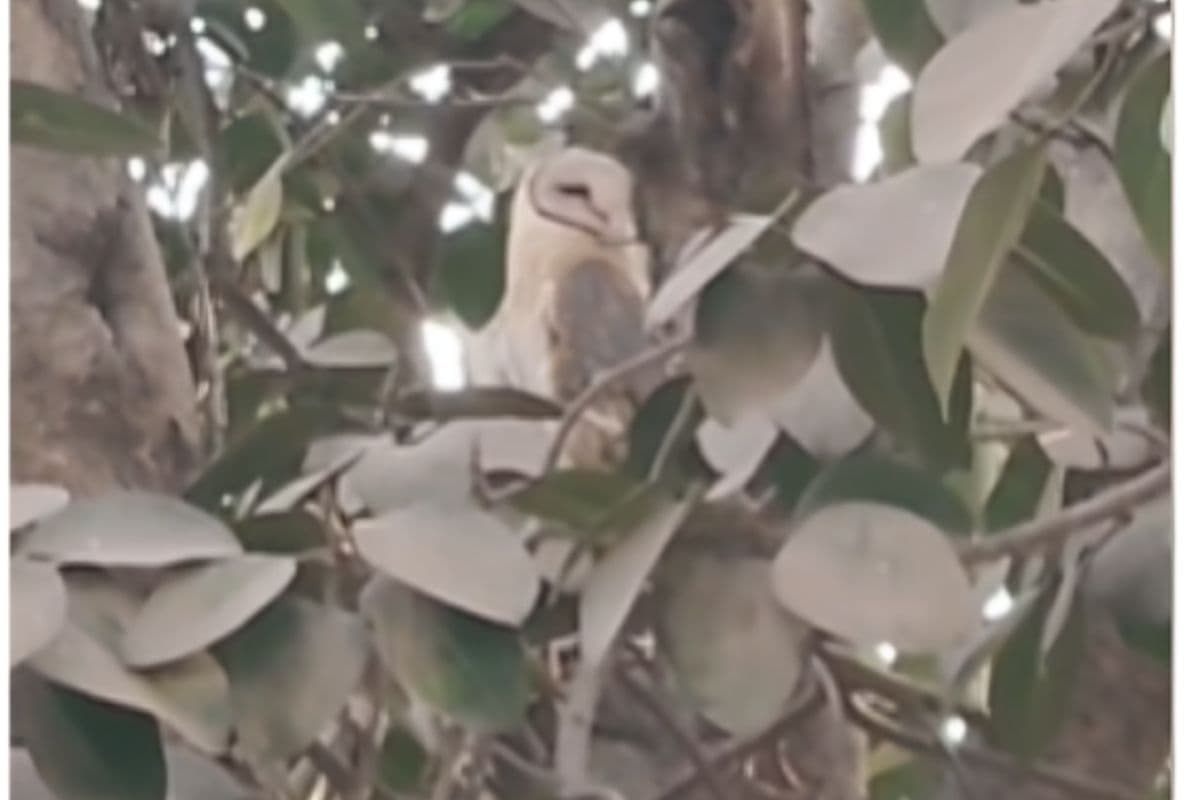 होली के दिन बगहा में दिखा सफेद उल्लू, बस स्टैंड पर उमड़ी भीड़, रेस्क्यू की मांग तेज