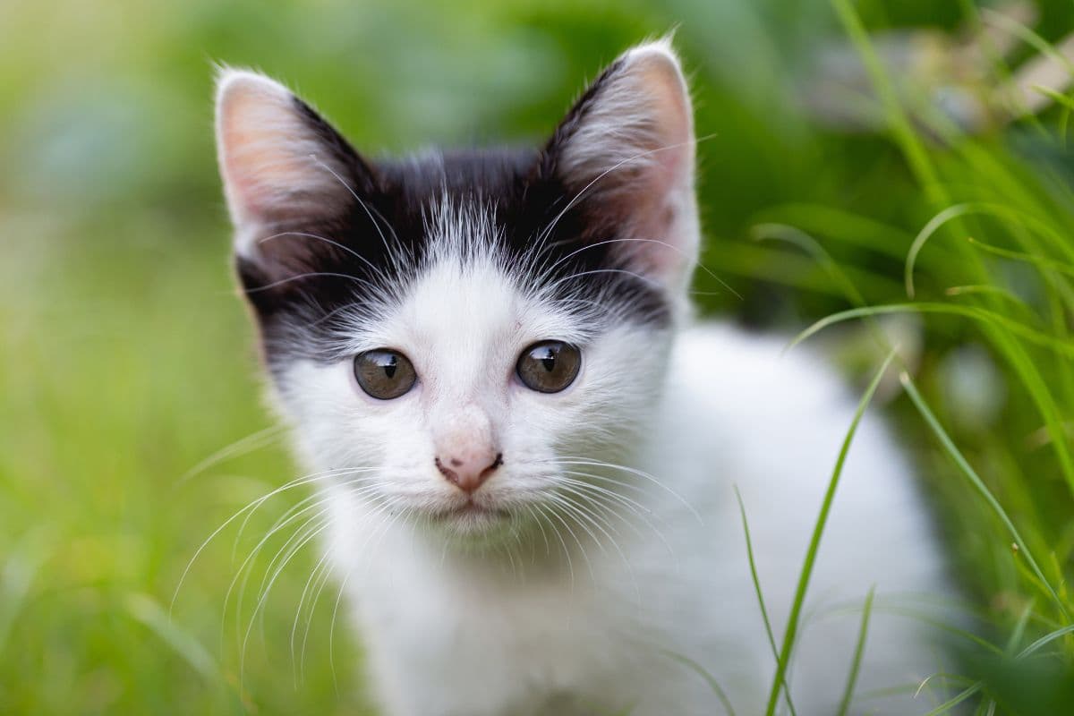 बिल्ली की मौत का सदमा बर्दाश्त नहीं कर पाई 20 साल की लड़की, जहर खाकर दे दी अपनी जान