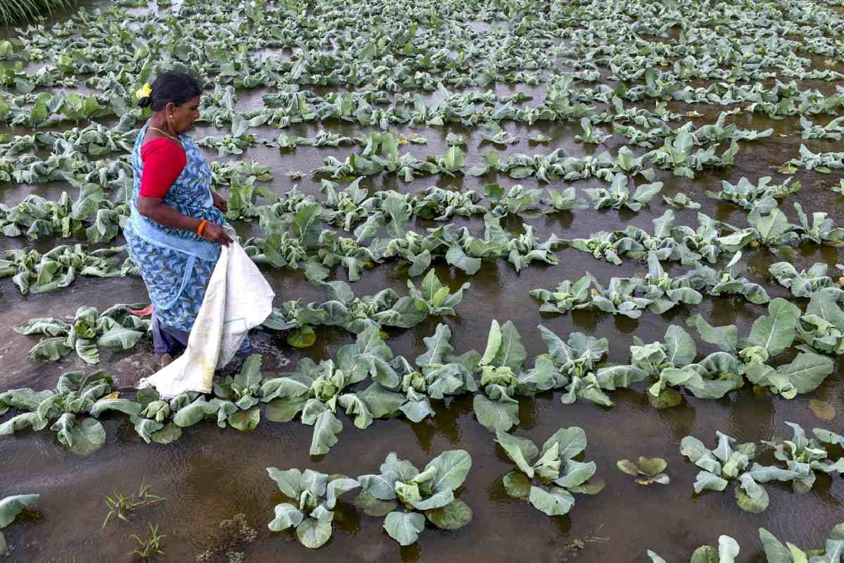 ईरान युद्ध का भारत की खेती पर पड़ेगा असर?