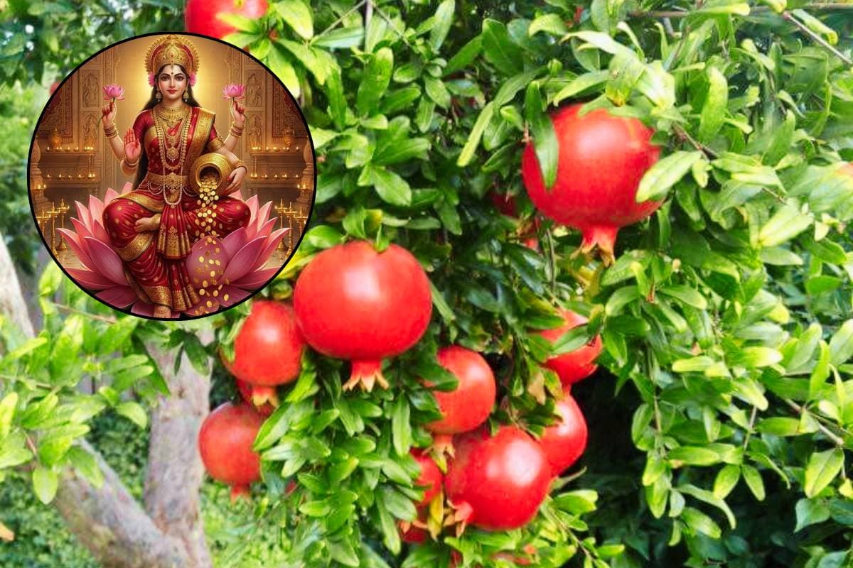 वास्तु एक्सपर्ट के अनुसार साधारण सा दिखने वाला यह पौधा घर में लाता है बरकत