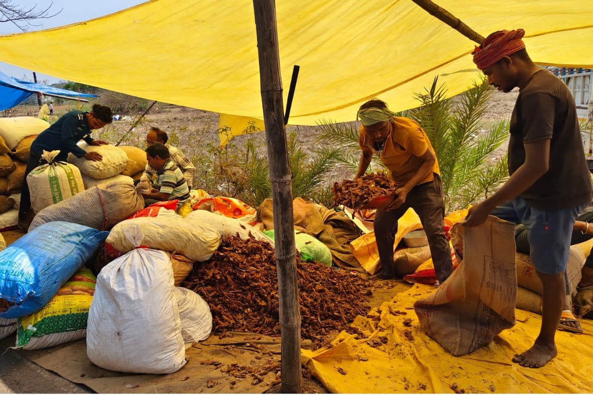 Saraikela: खट्टी इमली लोगों के जीवन में भर रही मिठास, ग्रामीणों को मिल रहा है रोजगार