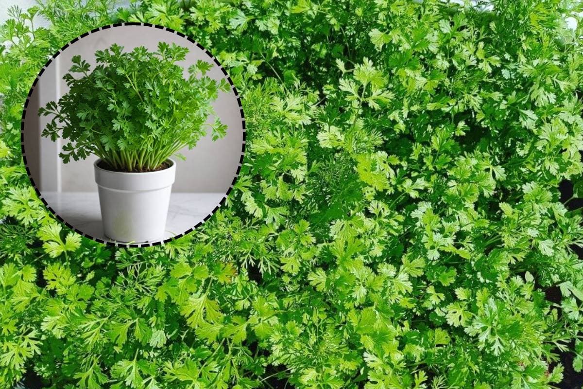 गर्मी की तेज धूप में भी धनिया उगाना है बहुत आसान – बस इन बातों का रहें ध्यान