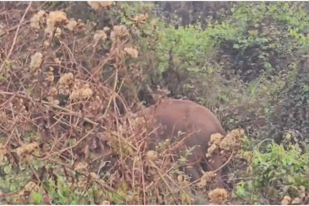 पश्चिमी सिंहभूम के नोवामुंडी में हाथियों का ‘आतंक’: दहशत में ग्रामीण और वन विभाग के पास टॉर्च तक नहीं