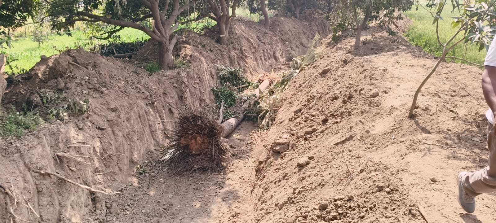 नहर खुदाई में भ्रष्टाचार का खेल: लघु सिंचाई विभाग की योजना में धांधली, बिना अनुमति के काट दिये पेड़