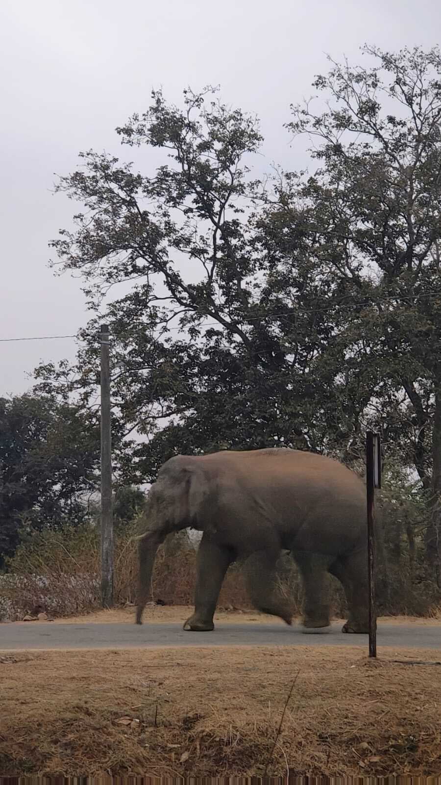 जंगली हाथी पहुंचा, ग्रामीणों ने खदेड़ा