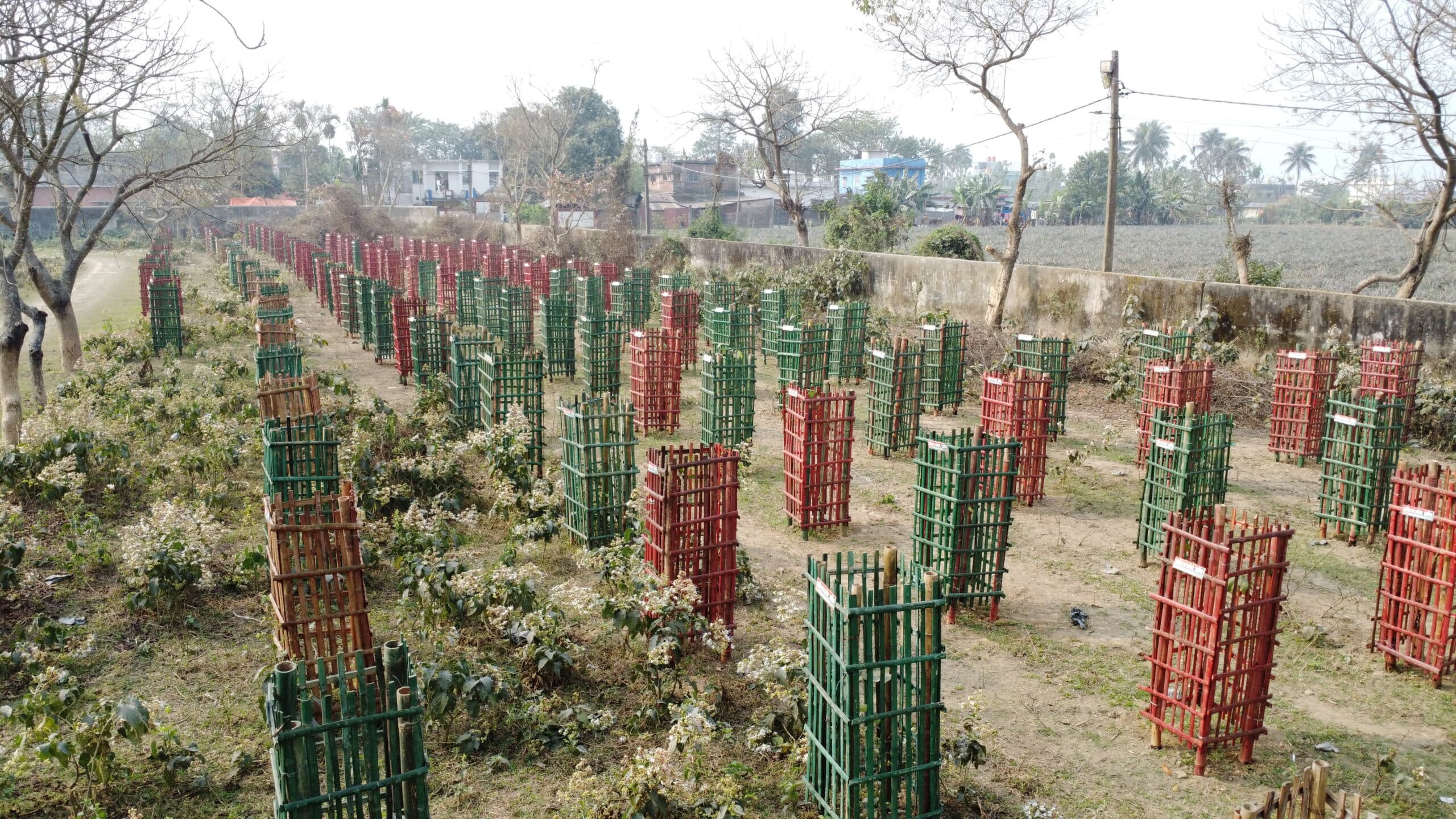 खेल मैदान में पौधरोपण के कारण खिलाड़ियों व वॉकरों को हो रही परेशानी