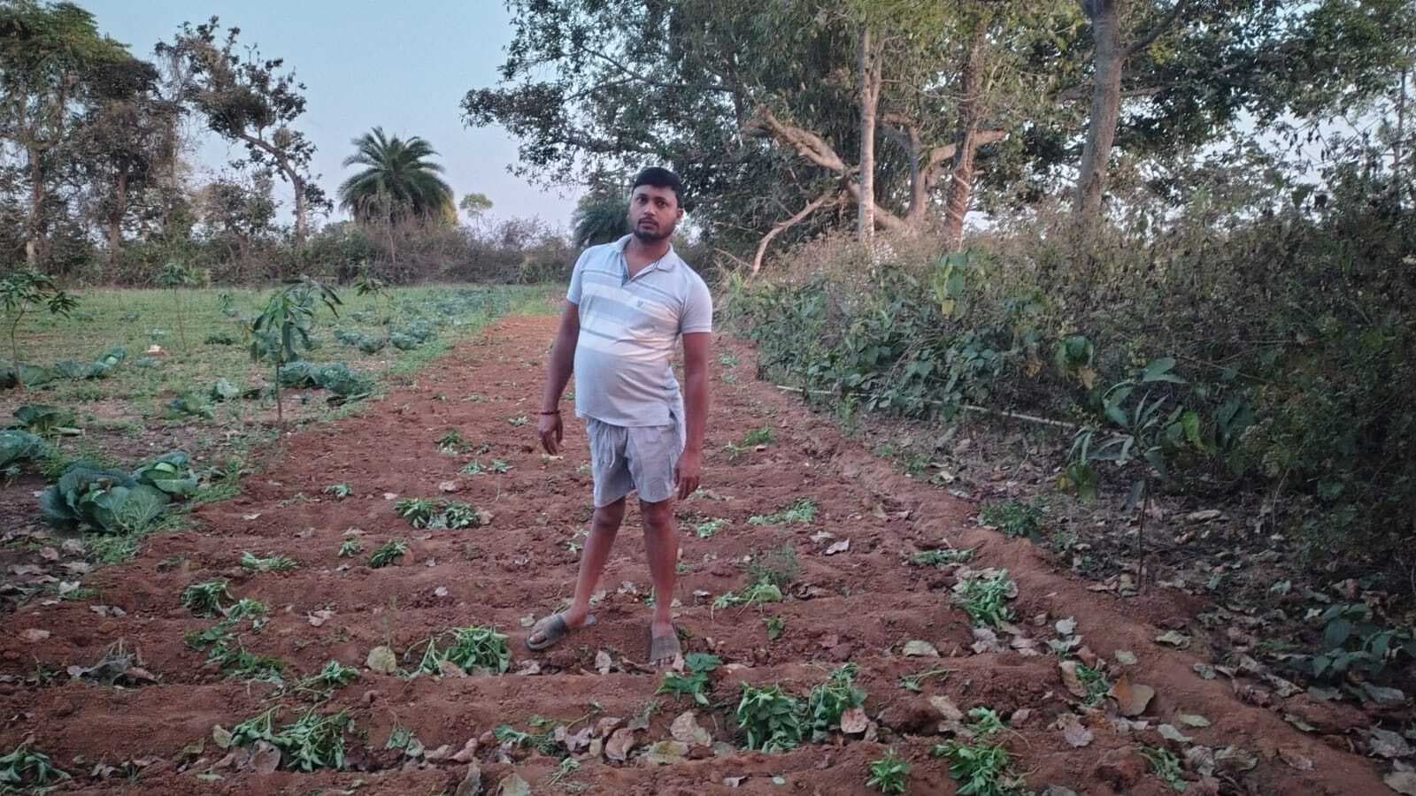 सारवां: जंगली सुअरों के झुंड ने आलू की तैयार फसल को किया बर्बाद, किसान चिंतित