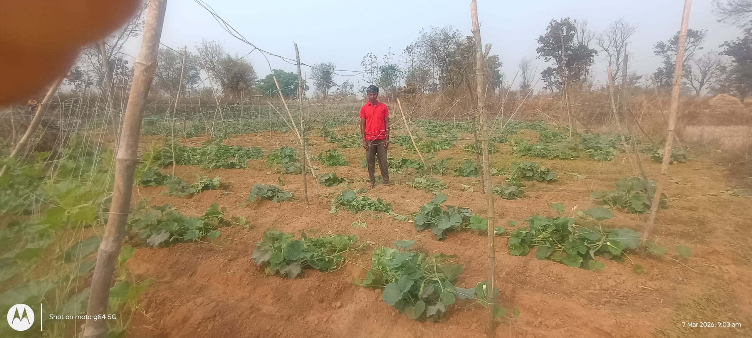 जंगली हाथियों ने दर्जनों किसानो की फसल को रौंदा