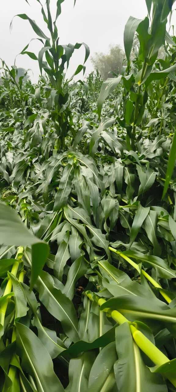 तेज हवा व बारिश में खेतों में औंधे मुंह गिरा मक्का, किसानों में मचा हाहाकार